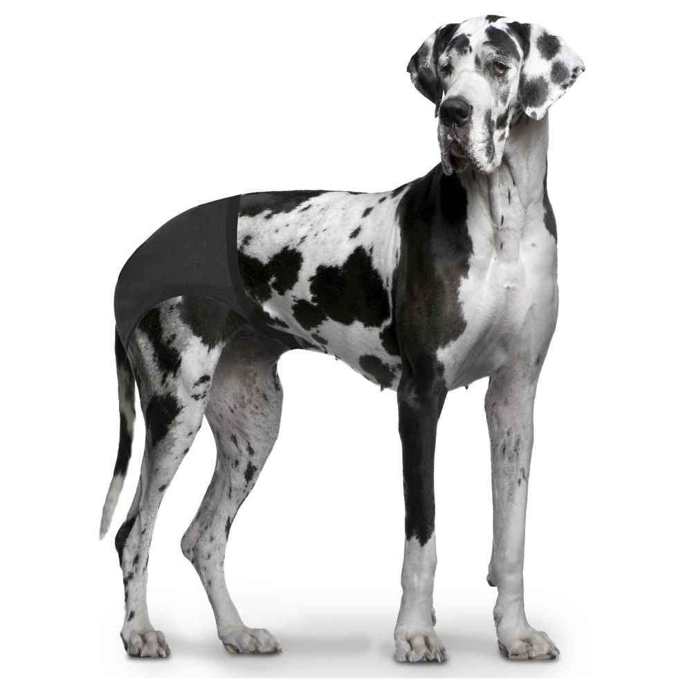 Duvo slip bragas de perro T XL 50-59 cm