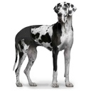 Duvo slip bragas de perro T XL 50-59 cm
