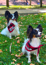 Rikku Guay Cachirulos para mascotas